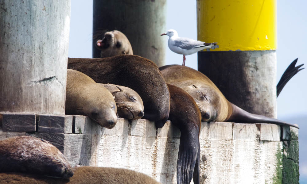 Dolphin and Seal Watching Eco Adventure Cruise