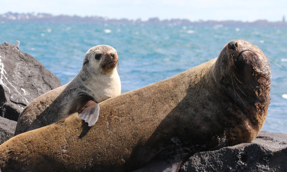 Dolphin and Seal Watching Eco Adventure Cruise