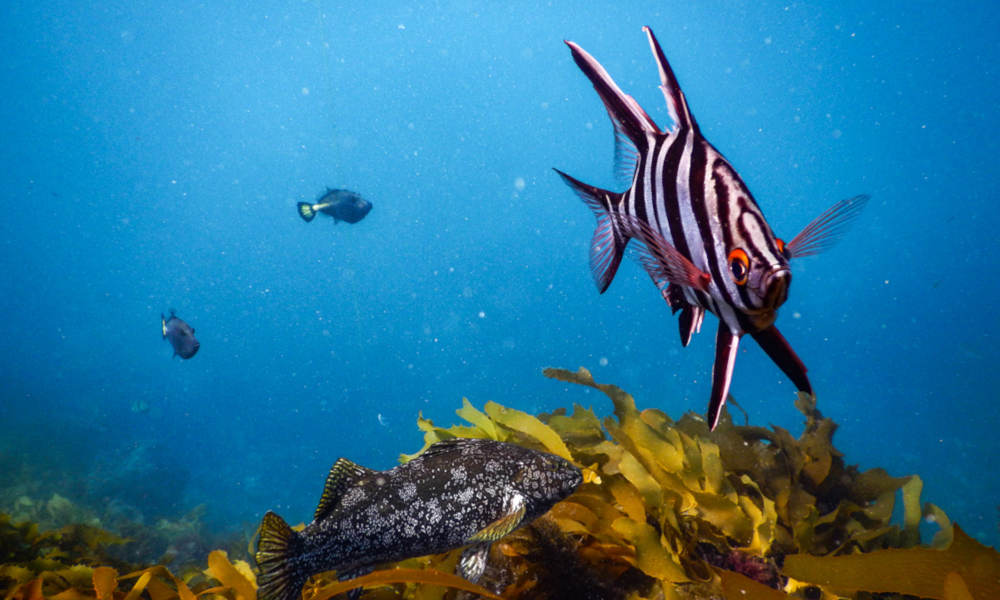 Dolphin and Seal Swim Reef Snorkel Tour