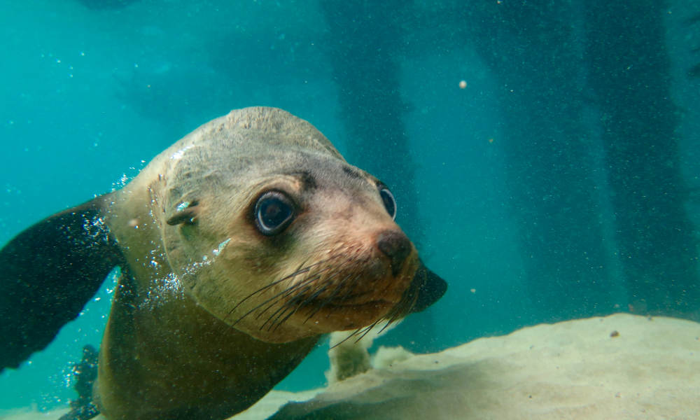 Dolphin and Seal Swim Reef Snorkel Tour