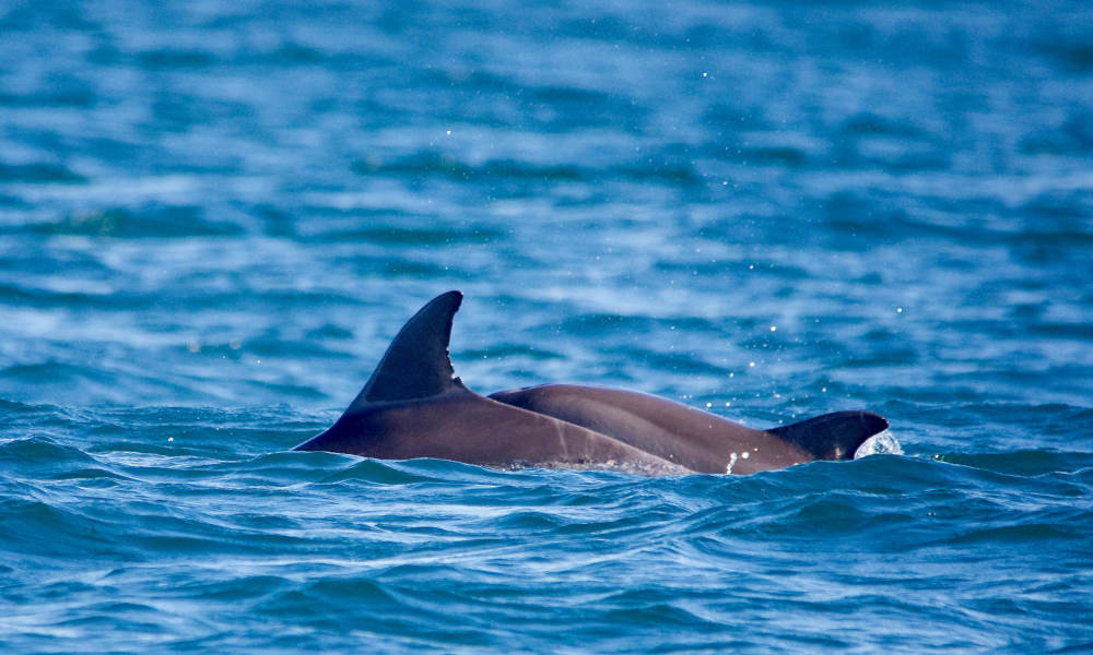 Dolphin and Seal Swim Reef Snorkel Tour