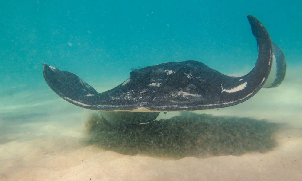 Dolphin and Seal Swim Reef Snorkel Tour