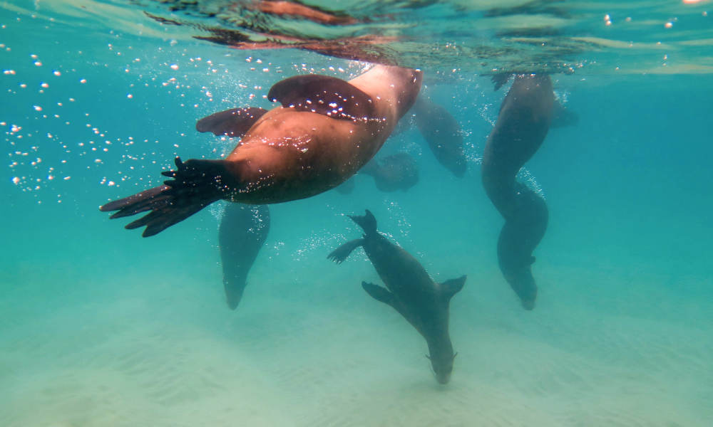 Dolphin and Seal Swim Reef Snorkel Tour