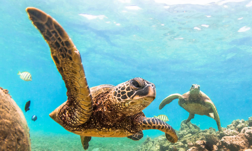 Cook Island Aquatic Reserve Snorkelling Experience