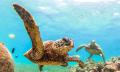 Cook Island Aquatic Reserve Snorkelling Experience Thumbnail 1