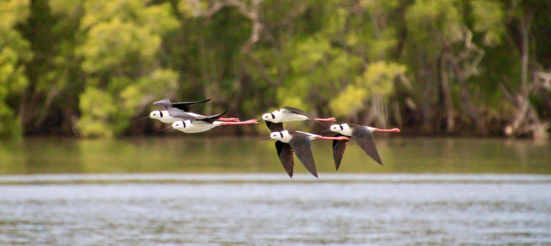 Scenic River Cruise Ballina