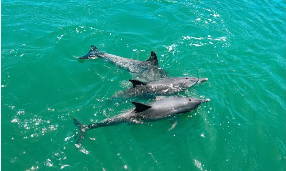 Mandurah Pirate Cruise