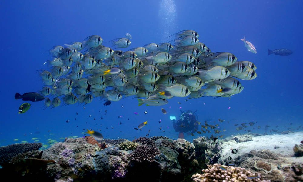Ningaloo Reef Diving Day Tour departing Exmouth
