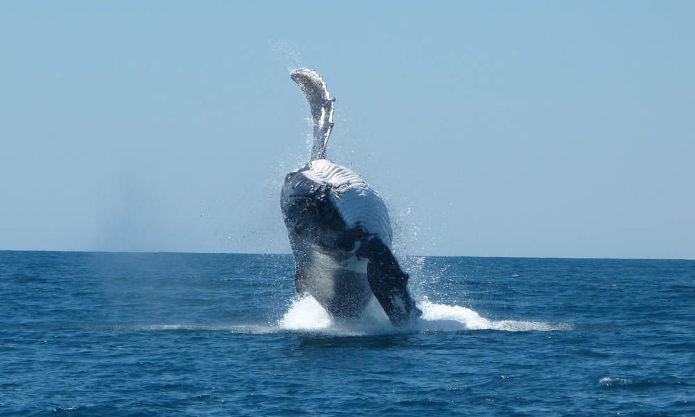 Ningaloo Reef Diving Day Tour departing Exmouth
