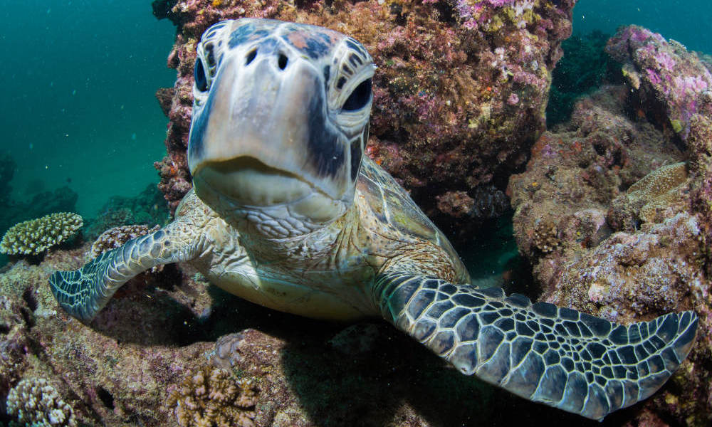 Ningaloo Reef Diving Day Tour departing Exmouth