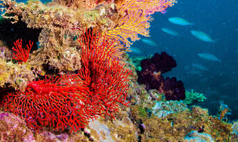 Muiron Islands Dive Tour from Exmouth Thumbnail 3