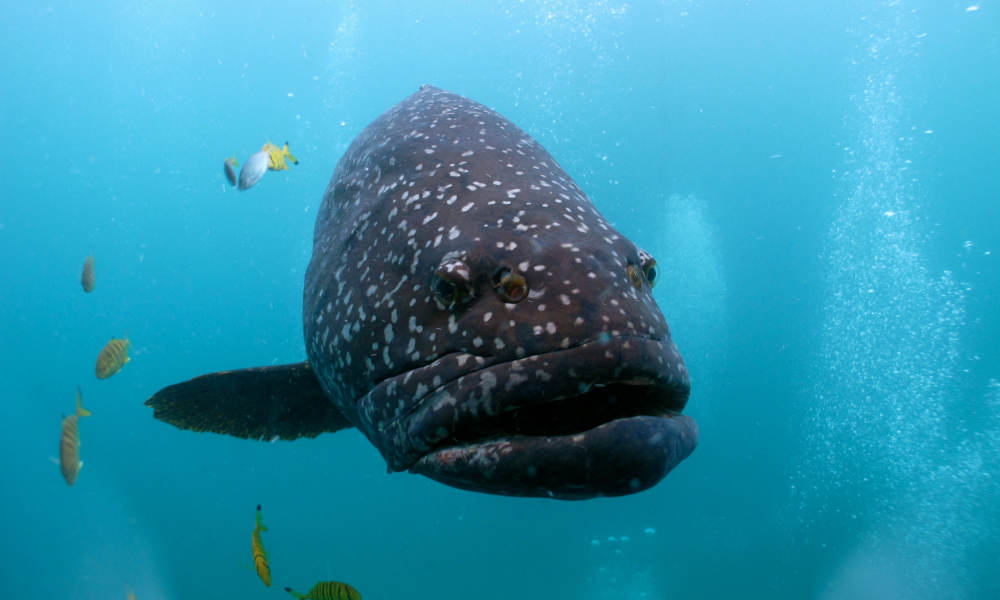 Muiron Islands Dive Tour from Exmouth