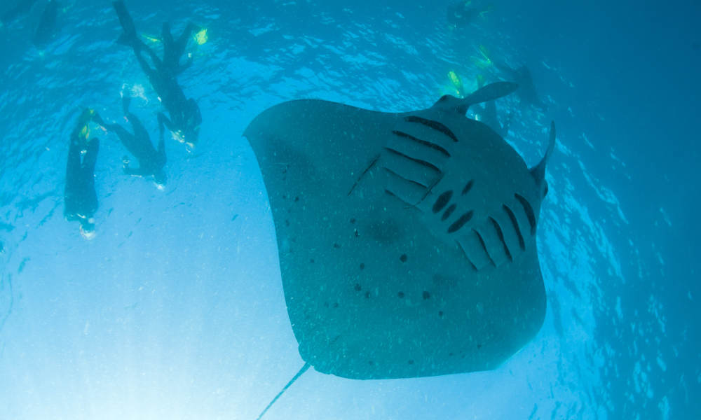 Muiron Islands Dive Tour from Exmouth