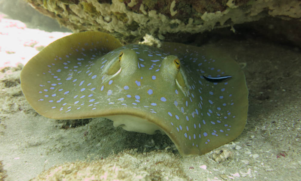 Muiron Islands Dive Tour from Exmouth