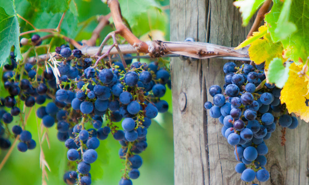 Mornington Peninsula Scenic Bus Tour including Lunch and Chocolate Tasting