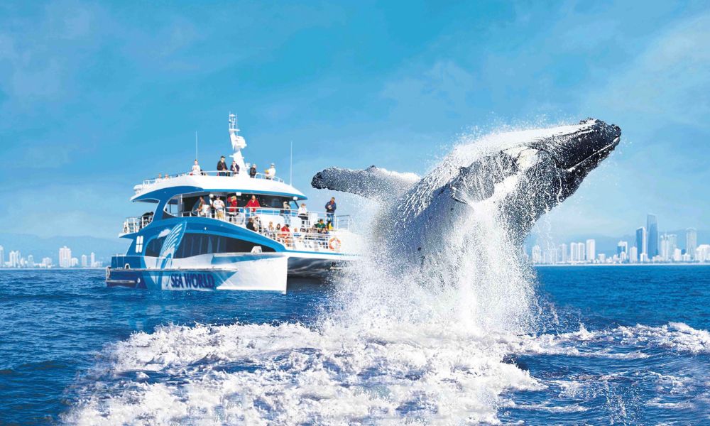 Whale Watching Cruise - Dated Ticket
