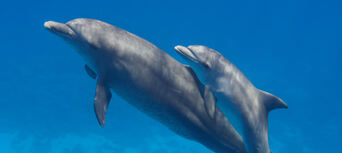 Noosa Dolphin Spotting Cruise Thumbnail 4
