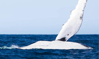 Whale Watching Adventure Cruise from Noosa Thumbnail 3