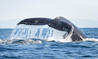 Whale Watching Adventure Cruise from Noosa Thumbnail 5