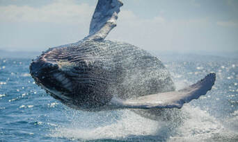 Whale Watching Adventure Cruise from Noosa Thumbnail 2