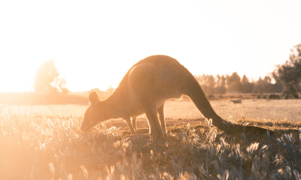 Mornington Peninsula and Hot Springs Day Tour from Melbourne