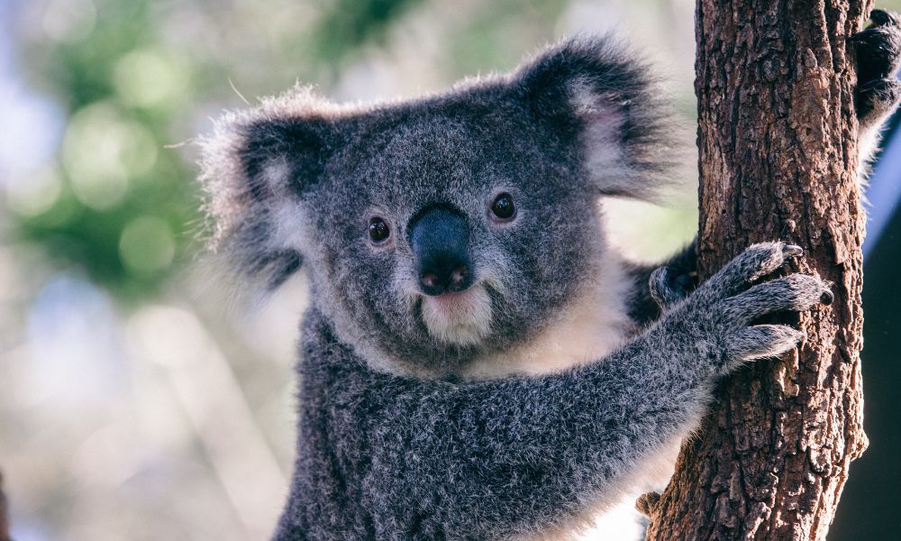 Taronga Zoo Tickets Sydney - Buy Online Cheap | Experience Oz