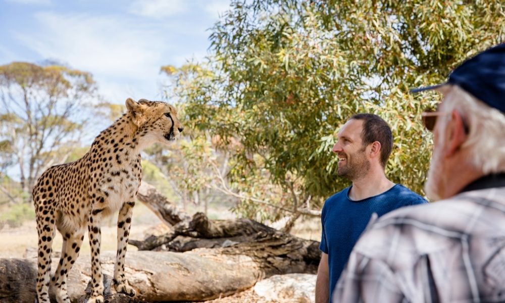Cheetah Experience at Monarto Safari Park Adventure Animals Old Princes Hwy Monarto South SA 5254
