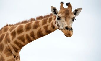 Giraffe Safari at Monarto Safari Park Thumbnail 2
