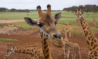 Giraffe Safari at Monarto Safari Park Thumbnail 4