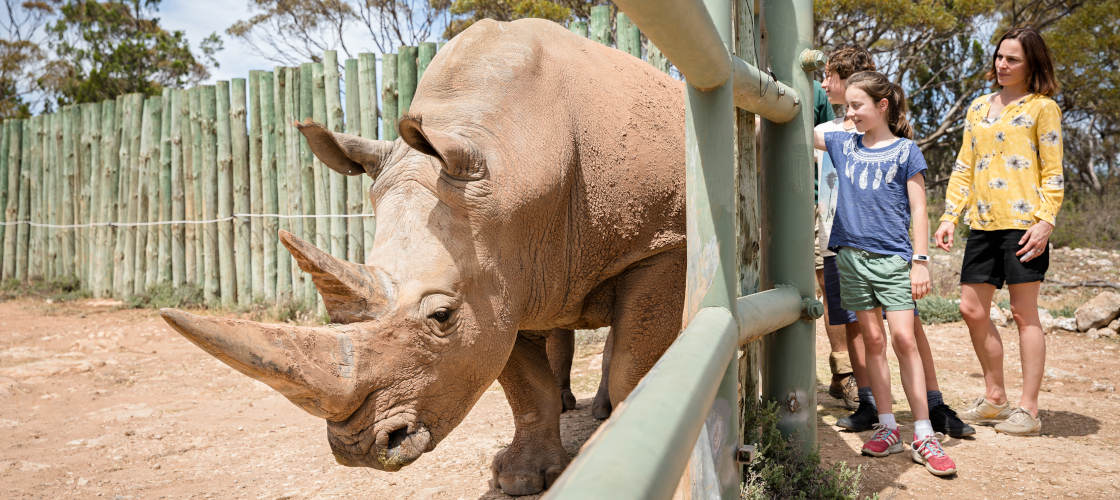 Rhino Interactive at Monarto Safari Park Old Princes Hwy Monarto South SA 5254