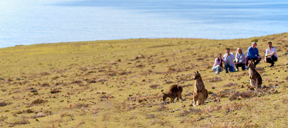 Wineglass Bay and Wildlife Tour with Scenic Flights from Hobart
