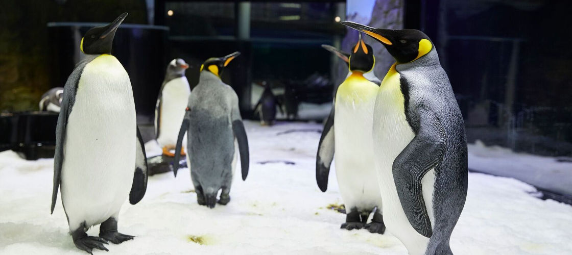 Sydney 4 Attraction Pass and 2 Day Sydney Harbour Ferry Pass