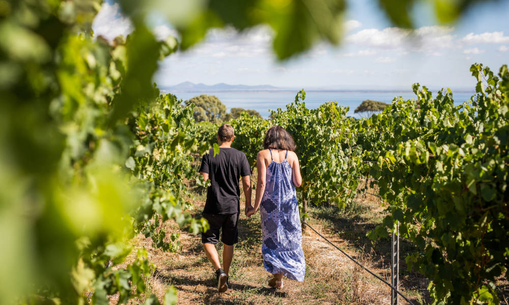 Mornington and Bellarine Peninsula's Food and Wine Tour including Winery Lunch