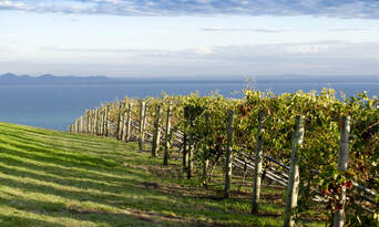 Bellarine Peninsula Food and Wine Tour including Winery Lunch Thumbnail 4