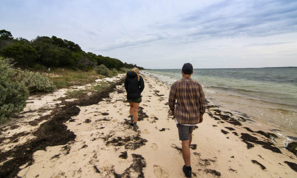 French Island and Phillip Island Sightseeing and Wildllife Tour including Lunch