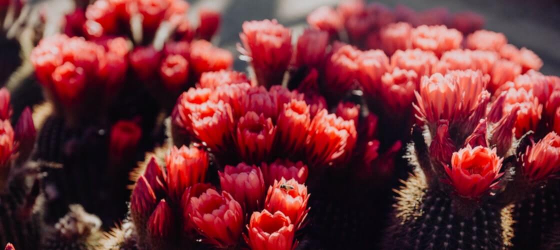 Cactus Country Garden Entry