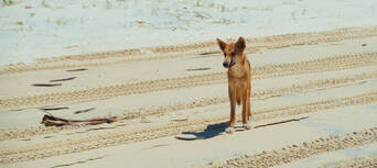 Dingos 3 Day K&#39;gari (Fraser Island) 4WD Tag-Along Tour Thumbnail 4