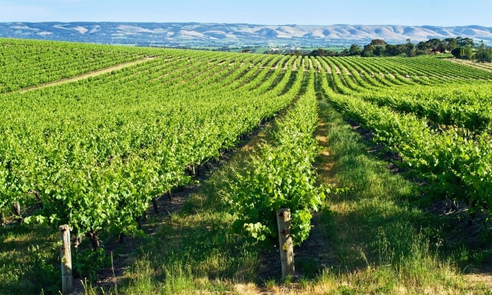 Victor Harbor and McLaren Vale Highlights (without Lunch)