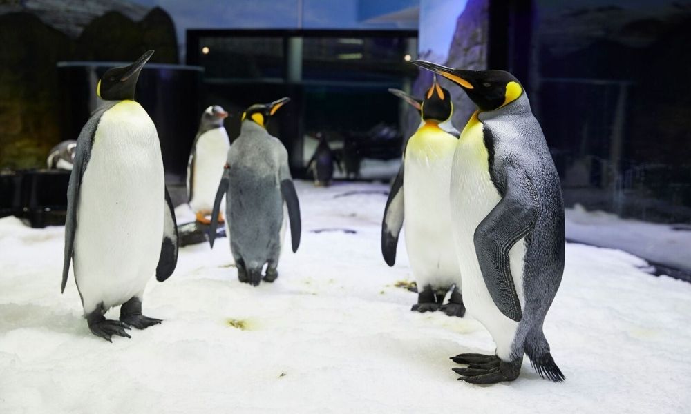 SEA LIFE Sydney Aquarium Admission