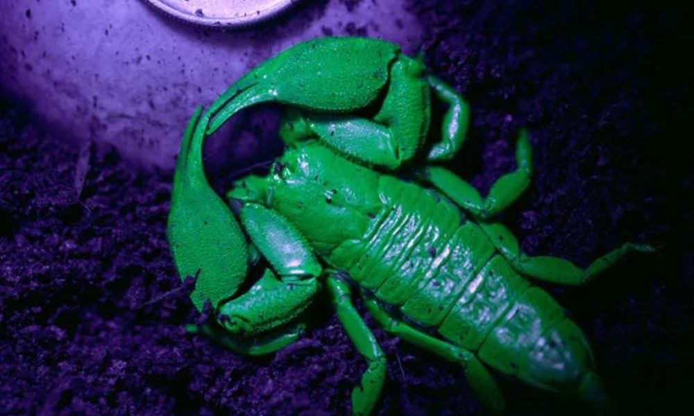 SEA LIFE Sydney Aquarium Admission