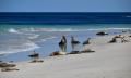 Kangaroo Island Full Day Tour from Adelaide including Lunch Thumbnail 2