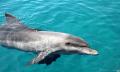 Dolphin &amp; Tangalooma Wrecks Cruise Thumbnail 5
