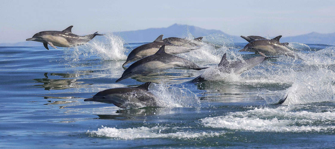 Dolphin & Wildlife Half day Cruise from Tauranga