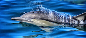 Dolphin &amp; Wildlife Half day Cruise from Tauranga Thumbnail 2