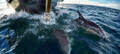 Dolphin &amp; Wildlife Half day Cruise from Tauranga Thumbnail 5