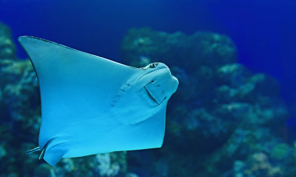 Cairns Aquarium Entry with 2 Course Lunch Nature and Wildlife Adventure Animals 5 Florence St Cairns QLD 4870