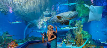 Cairns Aquarium Entry with 2 Course Lunch Thumbnail 2