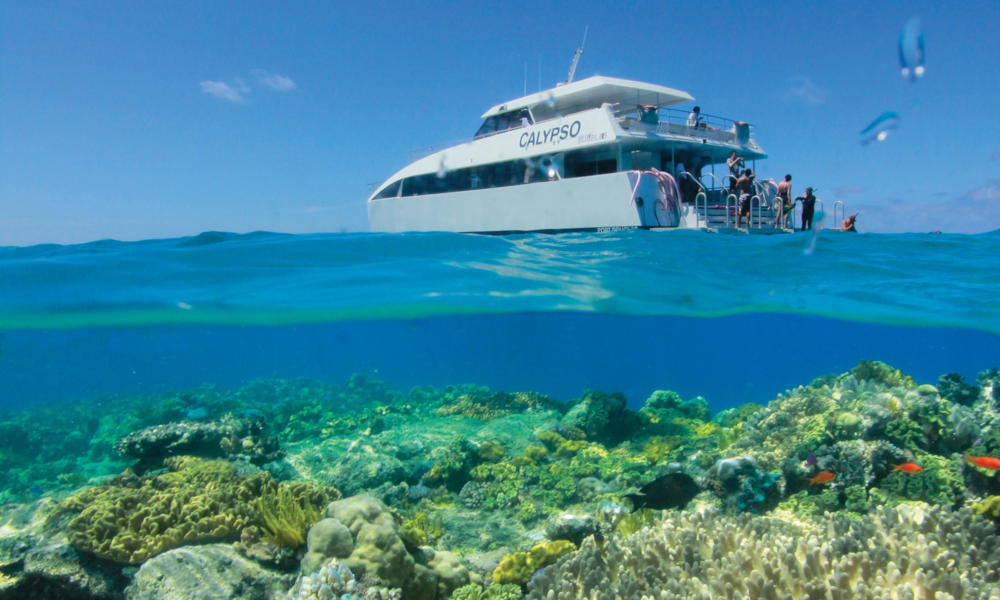 Calypso Opal Reef Snorkelling Only