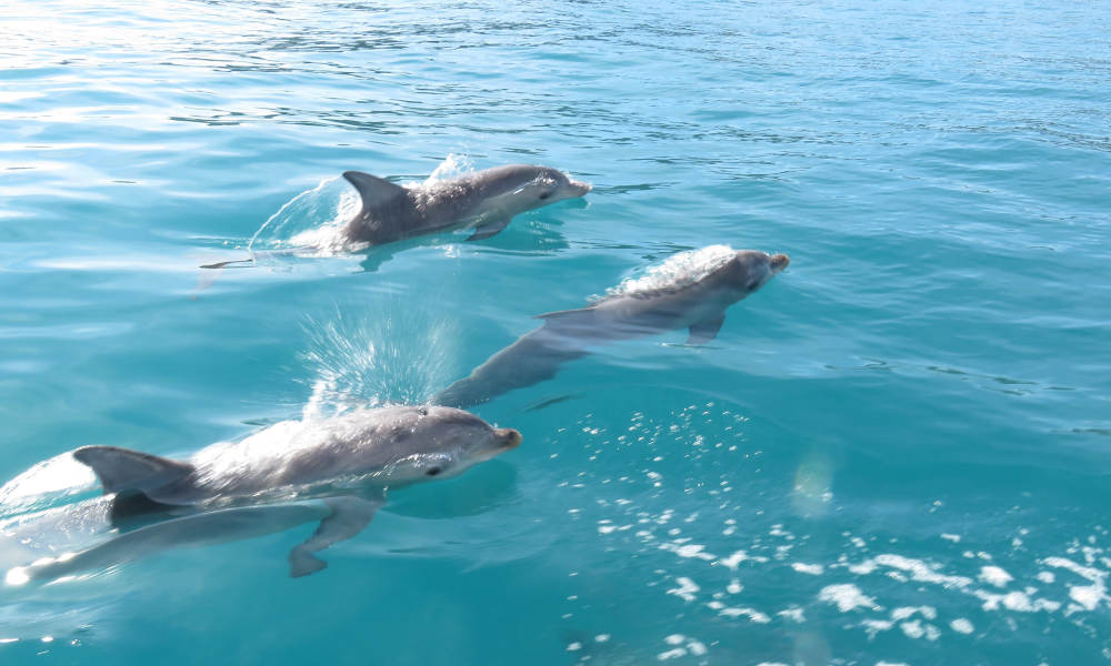 Wild Dolphin Safari
