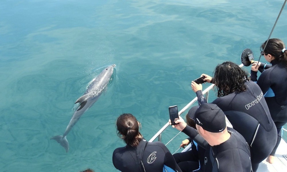 Wildlife Sightseeing Tour